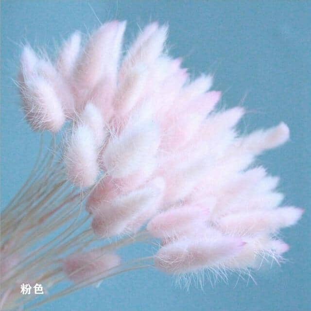 Pampa Grass Pompom - 30 peças Sala - T1 Artificio Lar Rosa